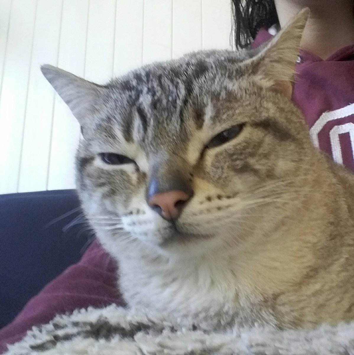 wtfmiu's tweet photo. ai humanos acham só pq chegou o inverno vou me render ao colo deles / 5 graus a menos depois: https://t.co/pZUtx9BAJv