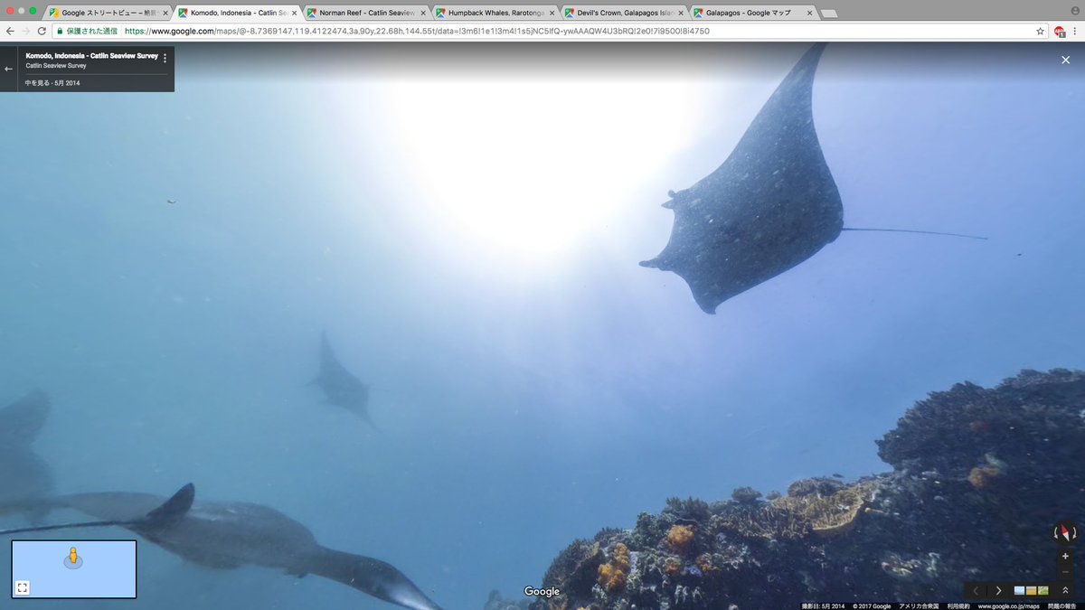 いま知ったけどGoogleストリートビューの「海洋」で、世界じゅうの「海の中」が覗けるようになってる…！ その海に生息する生き物を様々な角度から見られて臨場感が半端ないし、意外と色んな場所に動けて海中散歩みたいにも楽しめる。スゴイ…
google.com/streetview/#oc…