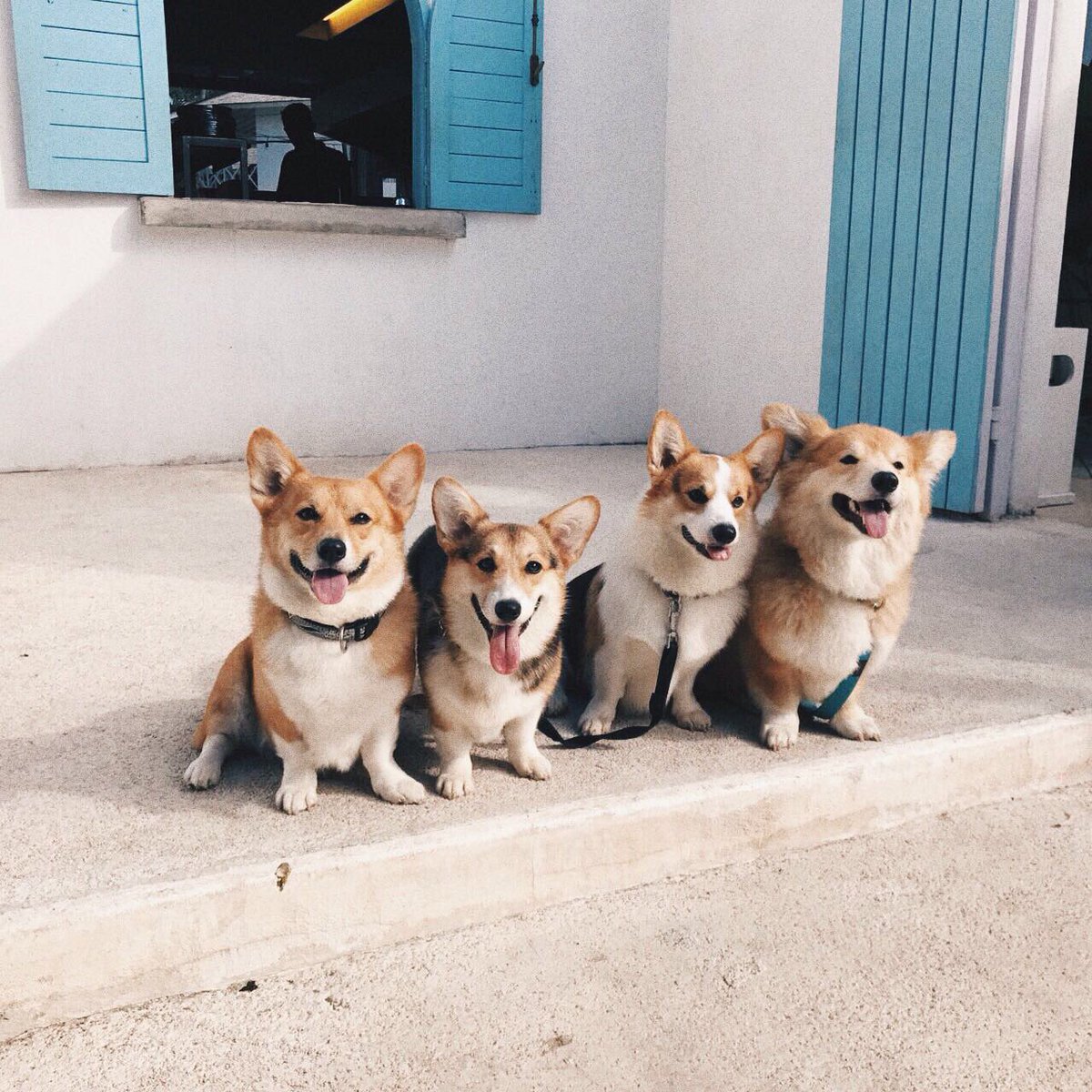 PawHiApp's tweet photo. Squad goals?! 🐶🐾
#corgi #corgilover #doglover #puppylove #cutenessoverload #SquadGoals #corgi #pups #dogs #ilovedogs https://t.co/1aPC1p8799