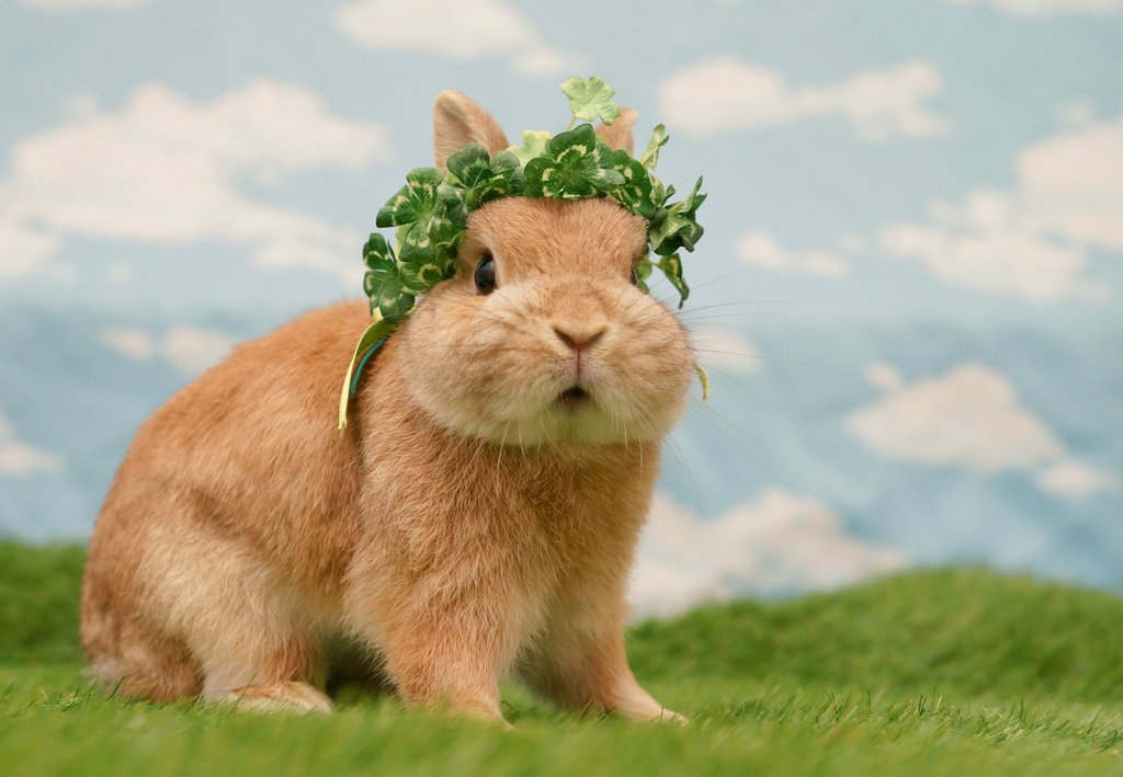 evo3183's tweet photo. ぽてと🐰🍀 https://t.co/WYAkq83Sti