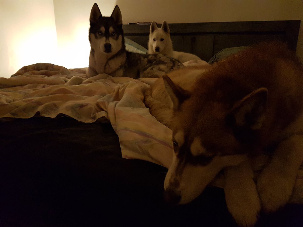 jedi43's tweet photo. BEDTIME! 🐺❤🐾 #stillhaven'tchangedmysheets https://t.co/fVYn9WLoMM