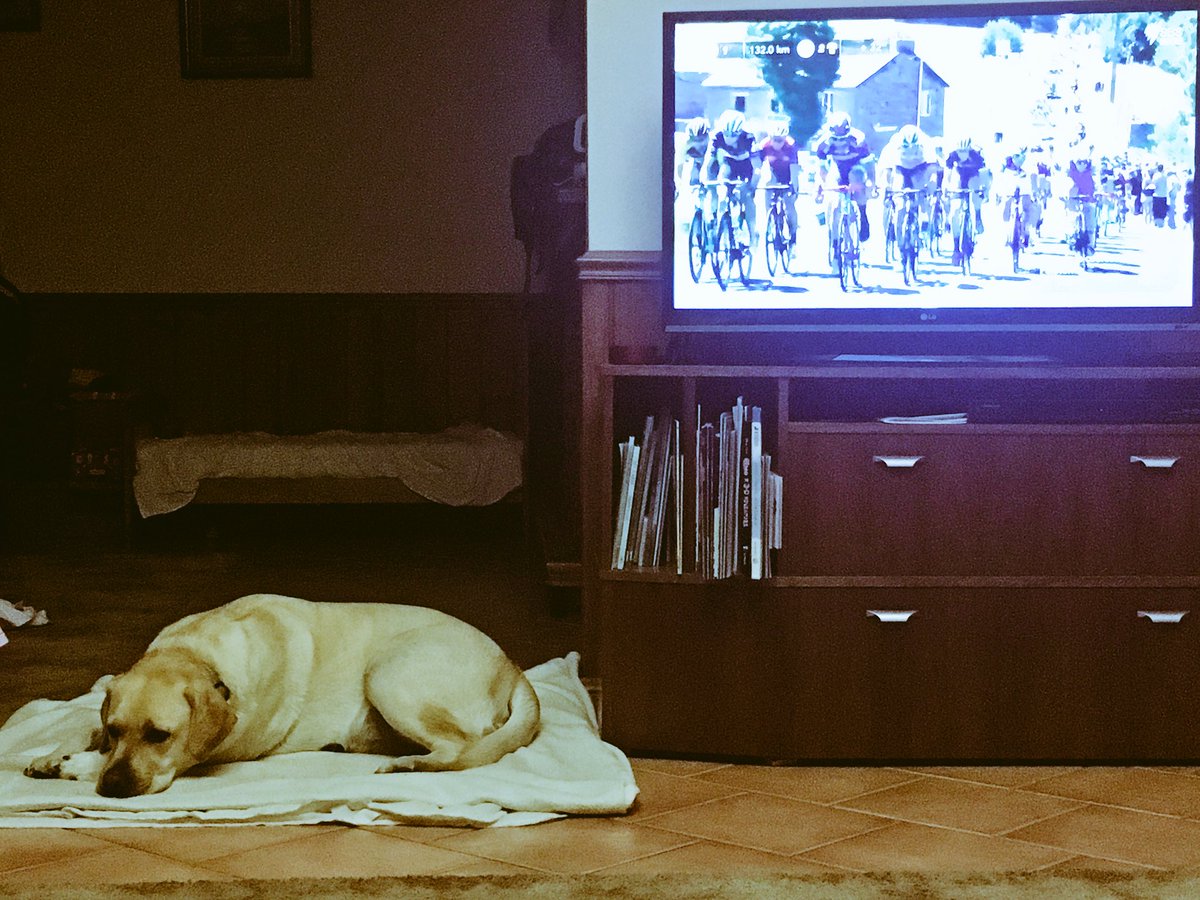 BrumbyE's tweet photo. @miketomalaris Mack loves #SBSTDF. Can't take his eyes off the screen. 🙄#tourdogs https://t.co/vZqyVb5HhQ