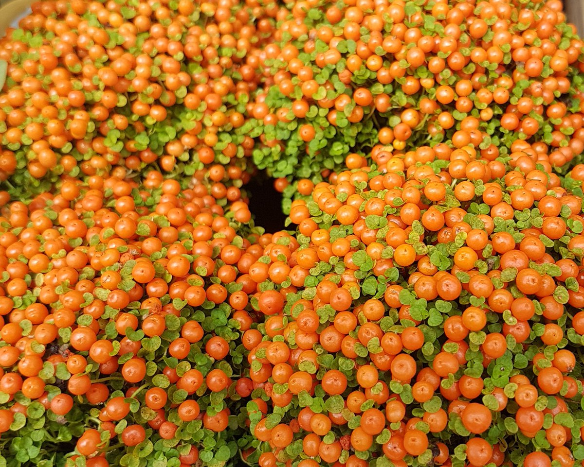 Just for fun.. #Namethatplant