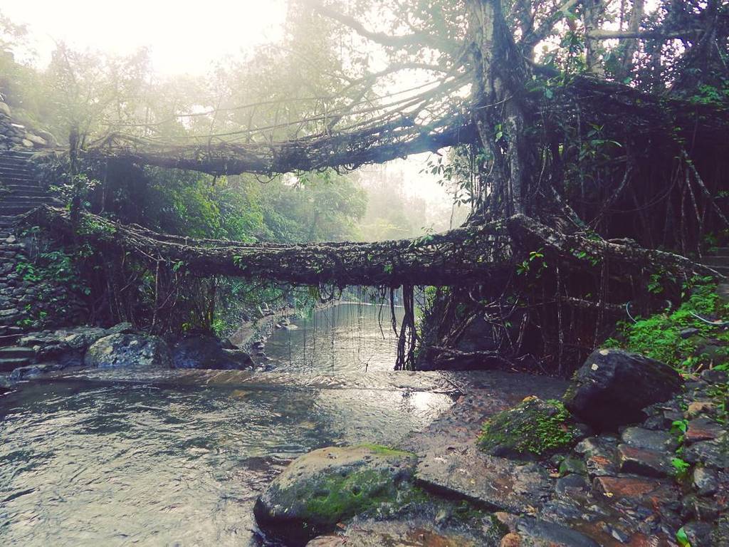 BeansofJo's tweet photo. Living root of Meghalaya. 
#northeast #northeastindia #incrediblenortheast #nature #serene #solo #backpackstory #travel #instatravel #ig_ph… https://t.co/AHP63IU7sa