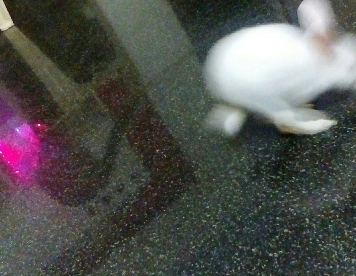 giridharGD's tweet photo. Sweety running #LilRabbit https://t.co/UPYzhj2uan