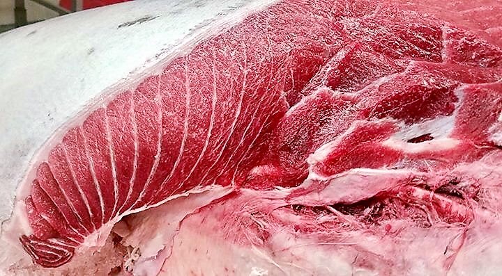 thediningdame's tweet photo. 700+ pound Bluefin on the bench ~ thank u @CaptFVLily  #foodhub1868 https://t.co/xJLHBR1aRv