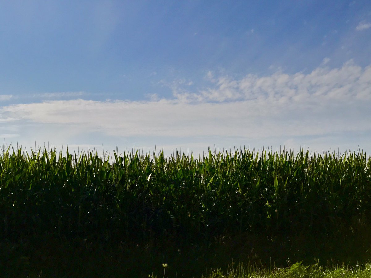 AgriBlogger's tweet photo. Beautiful day for a #BayerShowcase eh? @Bayer4CropsUS https://t.co/W1pA2Wvc99
