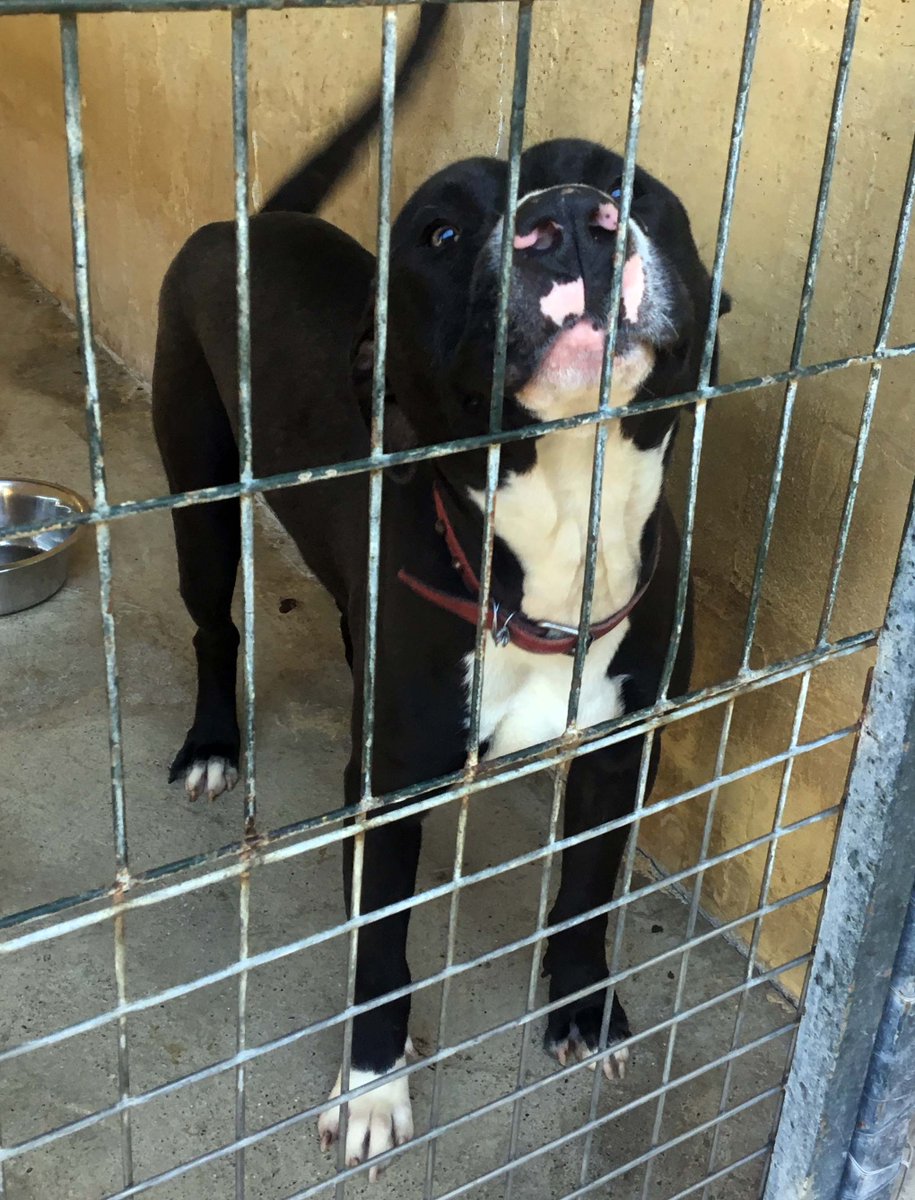 PorPatasGranada's tweet photo. BRONN y MONA se sacrifican mañana. Les quedan horas de vida. Y no podemos hacer nada por ellos. SOS! #perrera adoptaporpatas@gmail.com https://t.co/oX54HCSkAp