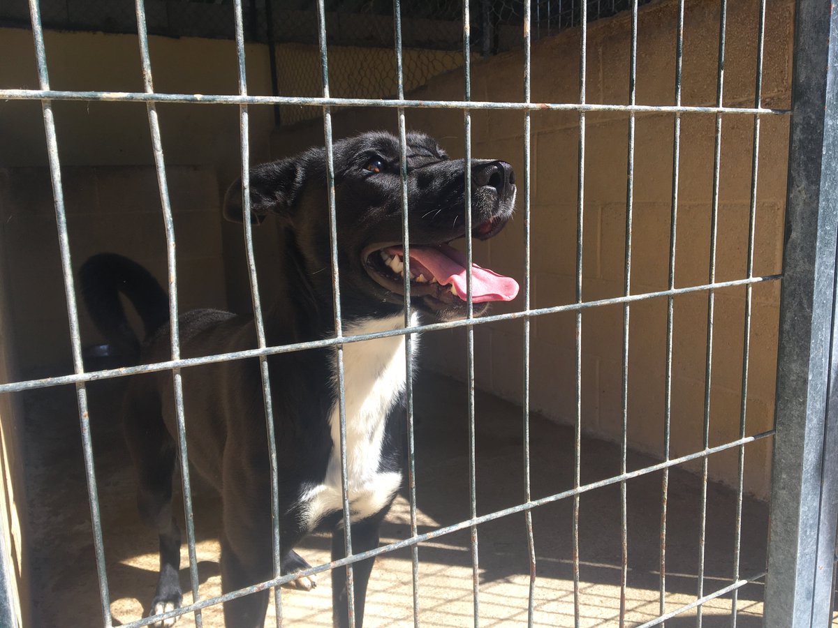 PorPatasGranada's tweet photo. BRONN y MONA se sacrifican mañana. Les quedan horas de vida. Y no podemos hacer nada por ellos. SOS! #perrera adoptaporpatas@gmail.com https://t.co/oX54HCSkAp