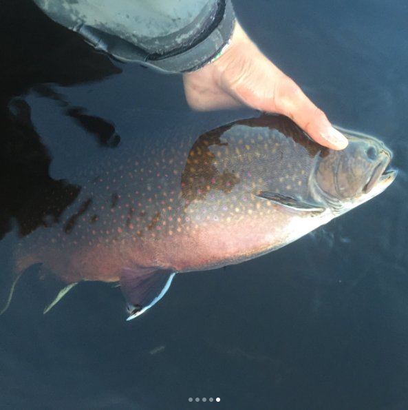 MinipiLodges's tweet photo. @AverageHunter #trophytuesday #brooktrout Brook Trout of the #Minipi. Having a great season so far at Anne Marie Lake. https://t.co/YmdXEFZghc