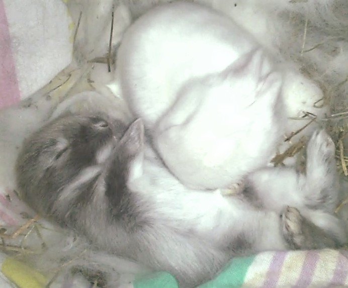 Pinou_Caramel's tweet photo. 12 jours! Moi (le blanc), je me déplace très bien et vadrouille partout dans le clapier.Eyes open for all #rabbit #bunny #cuteanimals #lapin https://t.co/fT4euLlIxc