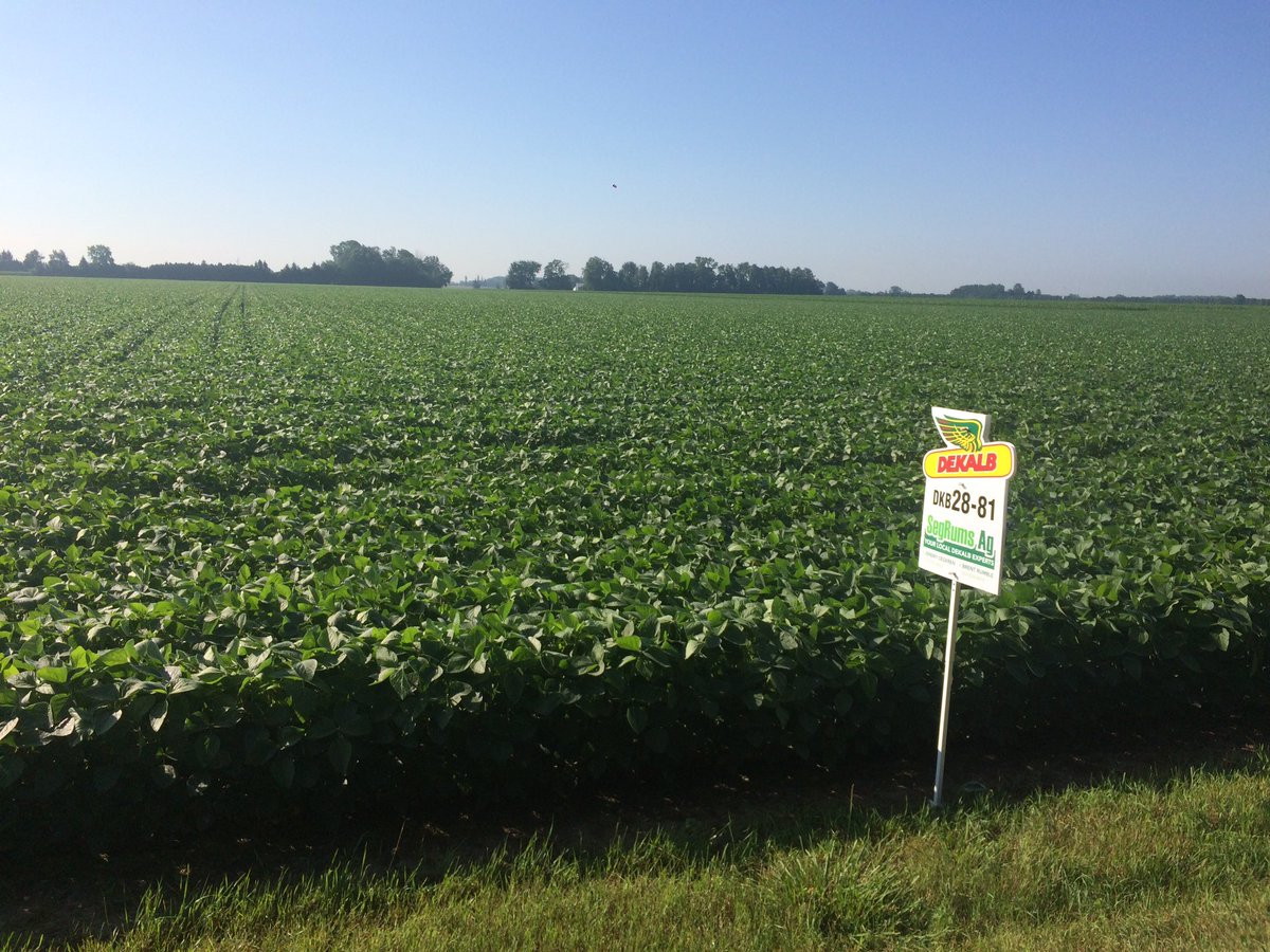 jersegeren's tweet photo. #wow this is a beautiful field of beans near #KentBridge DKB 28-81 #xtends loving the loam in rows. #growingconfidence https://t.co/S3Va5W7pU1
