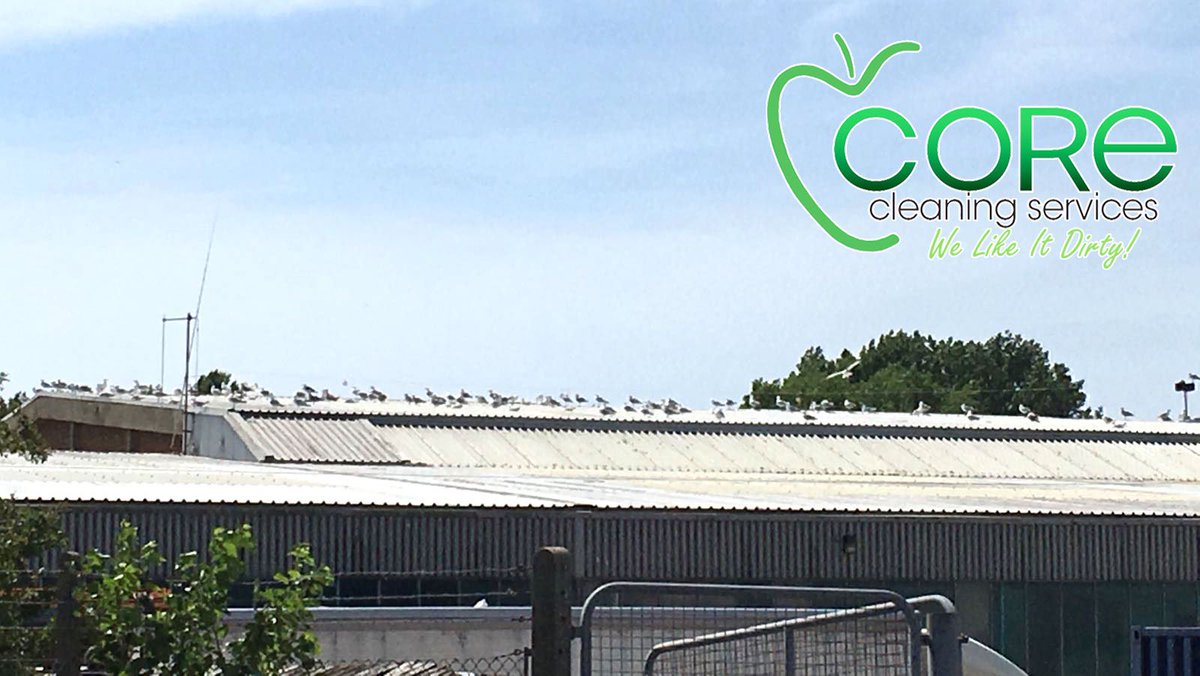 core_cleaning's tweet photo. I think every #Seagull on the #Lancing business park is currently on @SussexTransport roof. Need it cleaning? Call us on 01903 763100 https://t.co/CLNJY3GwgU