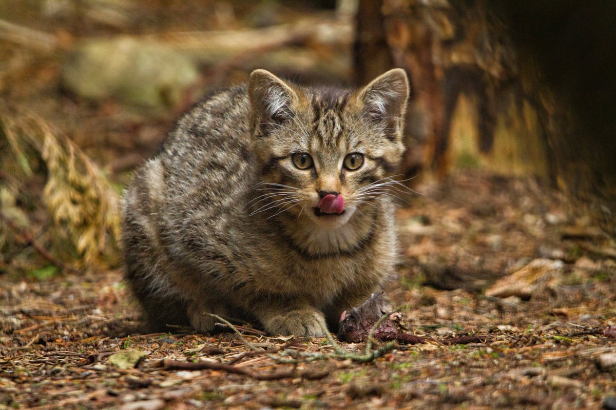 HighlandWPark's tweet image. Delighted to announce that 3 rare #ScottishWildcat kittens have recently been born at #RZSS Highland Wildlife Park: rzss.org.uk/news/article/1…