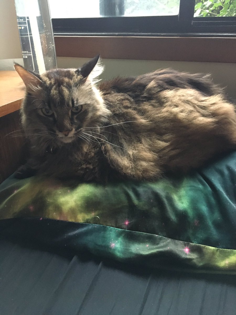 ConquerorAscot's tweet image. Trust me, you weren&apos;t really using this pillow anyway.