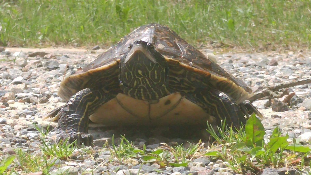 SharbotLakePP's tweet photo. It's #TurtleTuesday and we're getting lots of #NorthernMapTurtle sightings at our parks. Tweet or Facebook us any cool turtle sightings 🐢 https://t.co/h4oht2ryQT