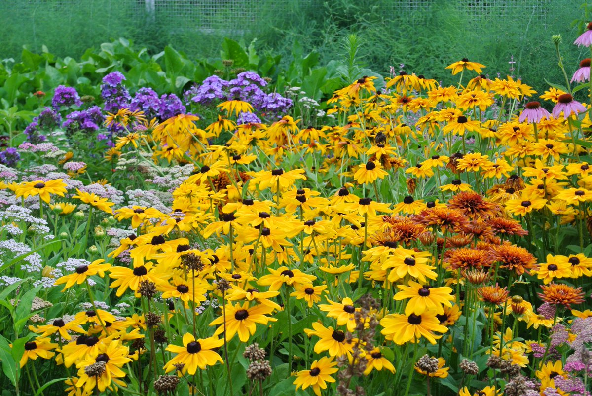 MarthaStewart's tweet photo. On today's https://t.co/PaKhJ8WIq0 an update on my cutting garden and all its beautiful summer flowers. https://t.co/146zNa36d2