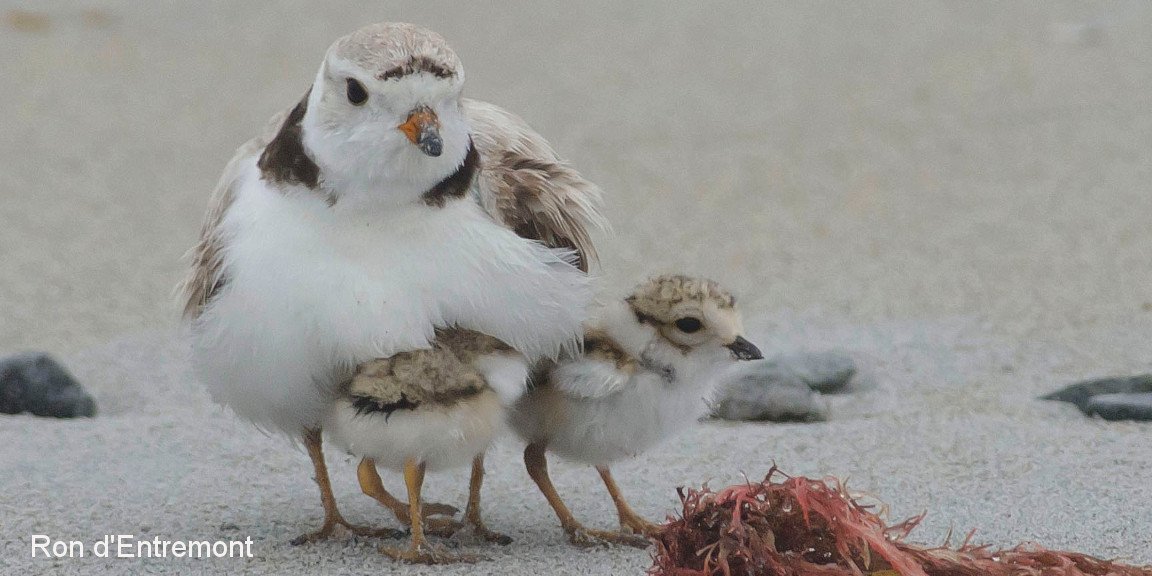 BirdsCanada's tweet image. Piping Plover conservation program making a difference, but more public awareness still needed: ow.ly/I5Sl30dHzWq @BSC_Atlantic