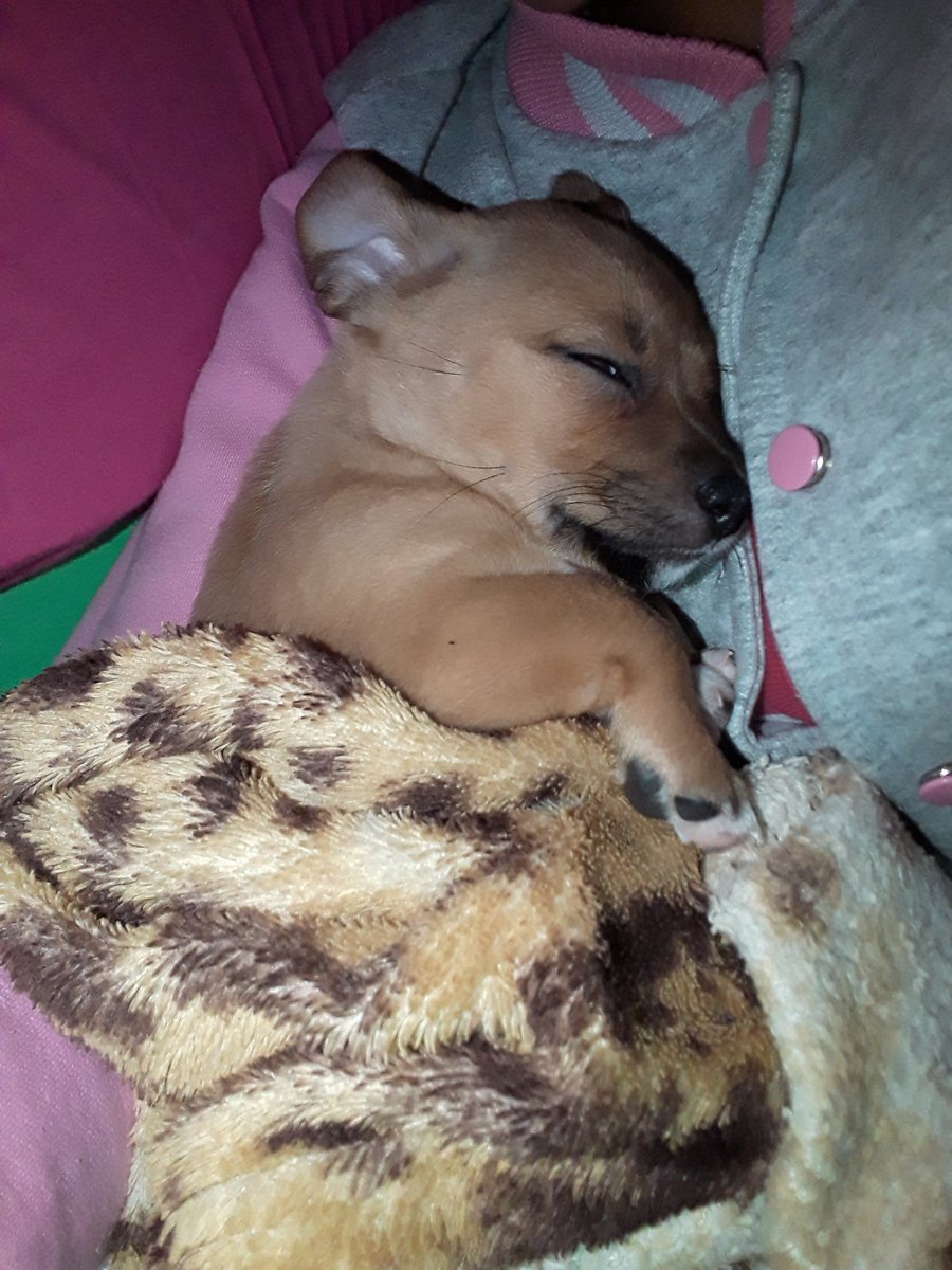 Meu grude S2 Teodoro