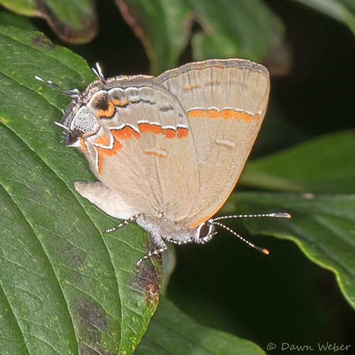 StLNatureLover's tweet photo. #STL #STLOUIS yard #butterfly #butterflies species #31 - new yesterday - a red-banded hairstreak. Go #nativeplants! https://t.co/AyxGXGeiik