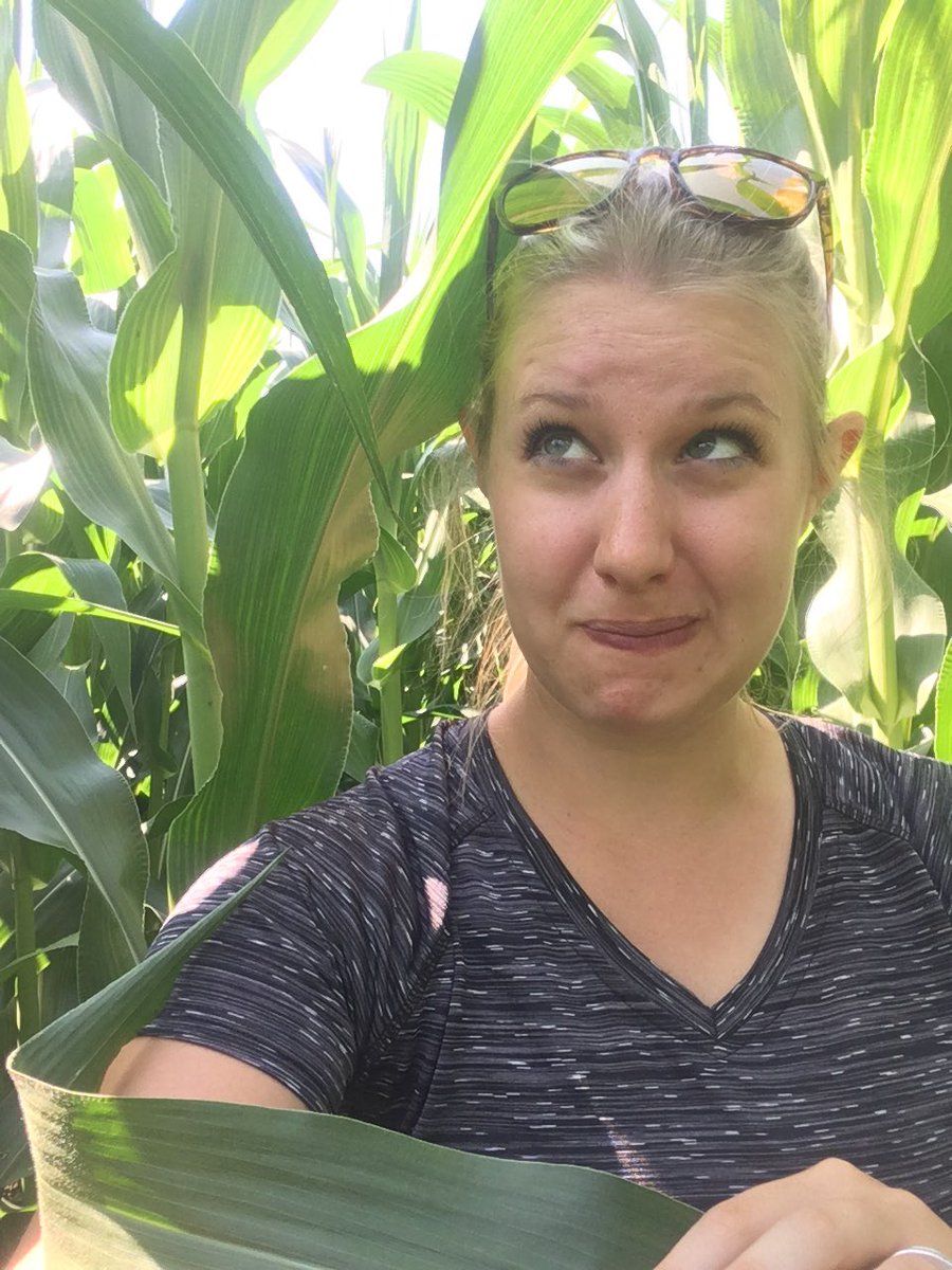 nicolea_dow's tweet photo. When you're trying to remember where you left that #corn trial...@Maizex 1633 is pushing 8' #lost #westcdnag #scout17 #AgMoreThanEver https://t.co/rYuBimIUoS