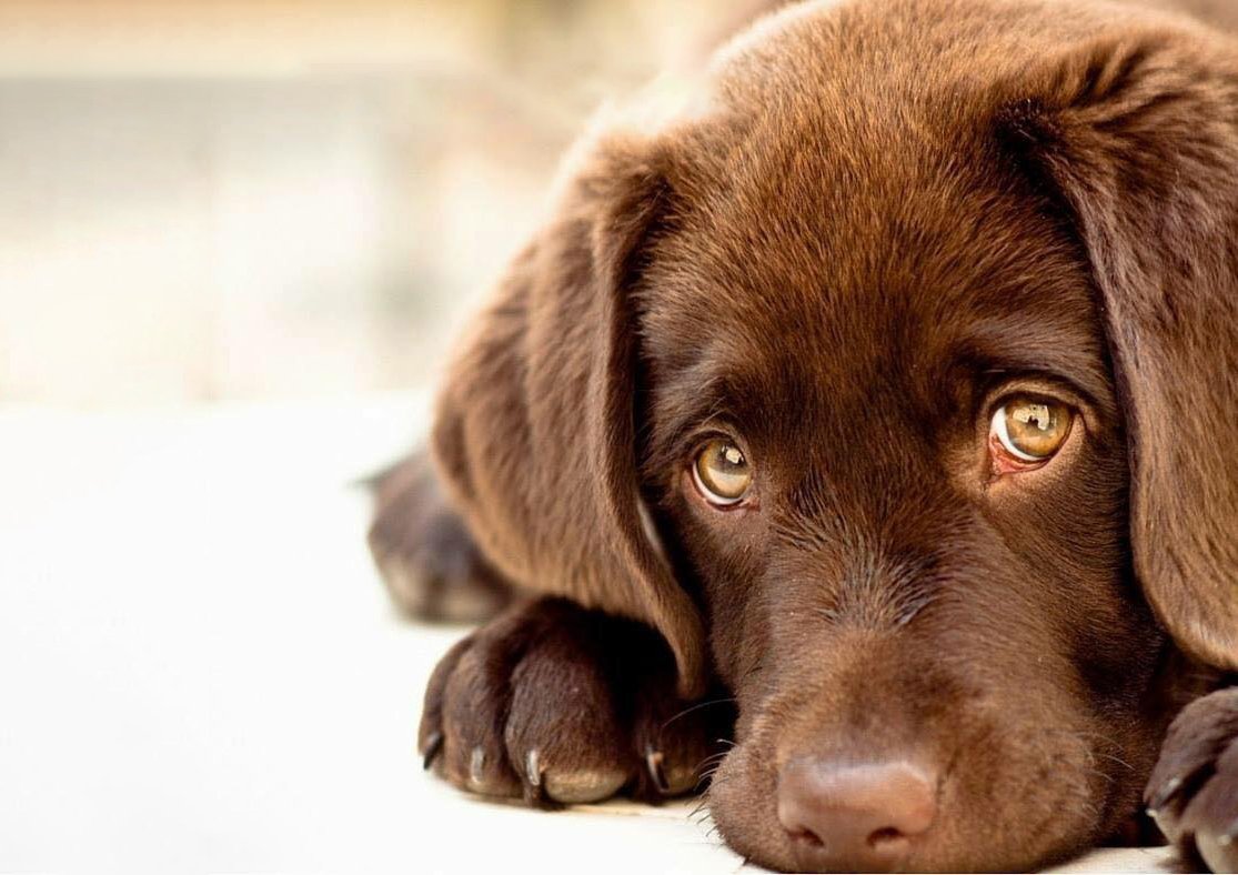 windsor kennels english labs