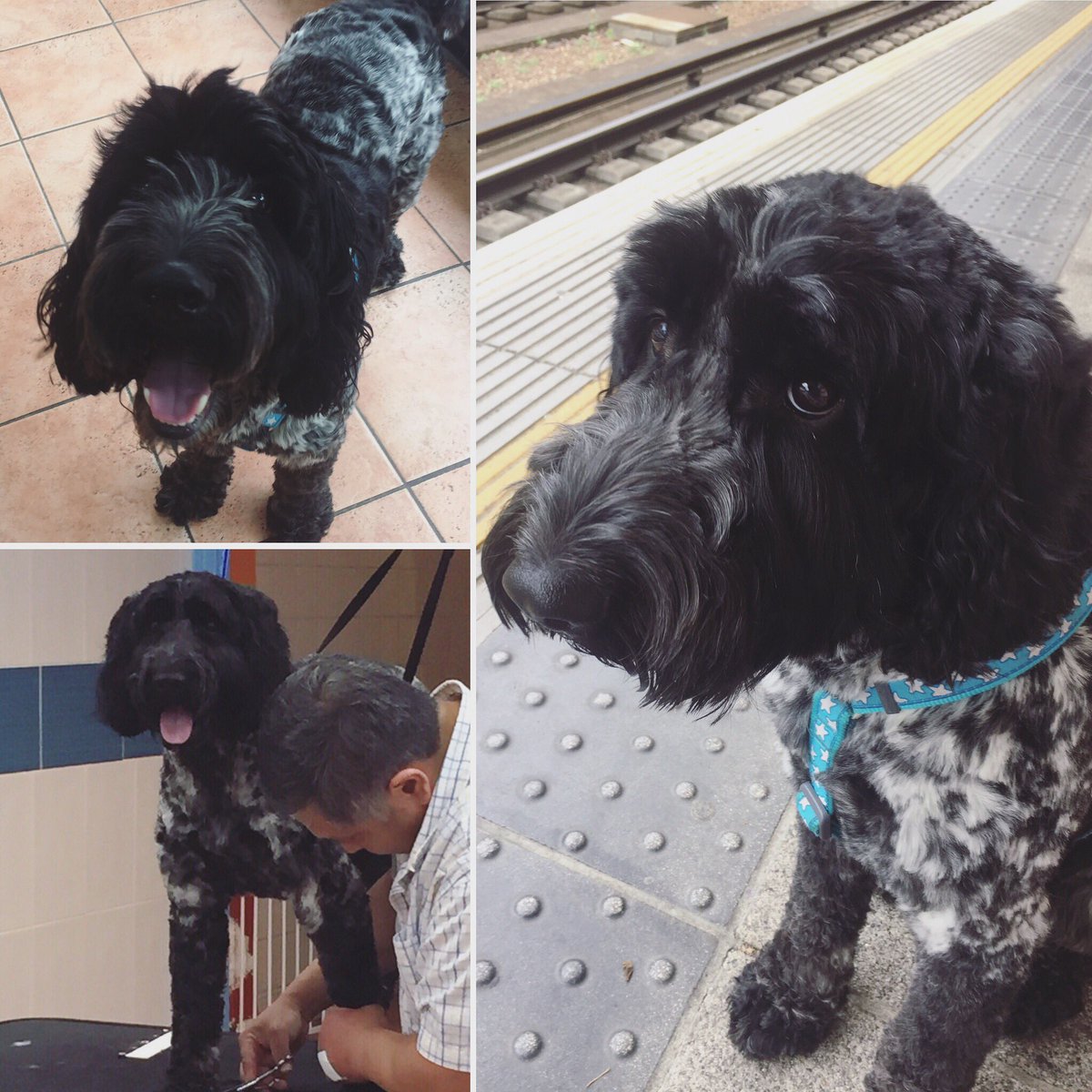 PerkboxDexter's tweet image. You can see my eyes again! #dogsoftwitter #dogs #dressedtoimpress #summertrim #fresh