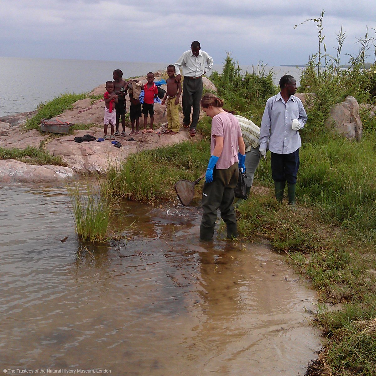 Dr Anouk Gouvras and colleagues collecting aquatic snails along the banks of Lake Victoria in Tanzania, part of a four-year study that has identified disease hotspots that could be targeted to reduce infection.