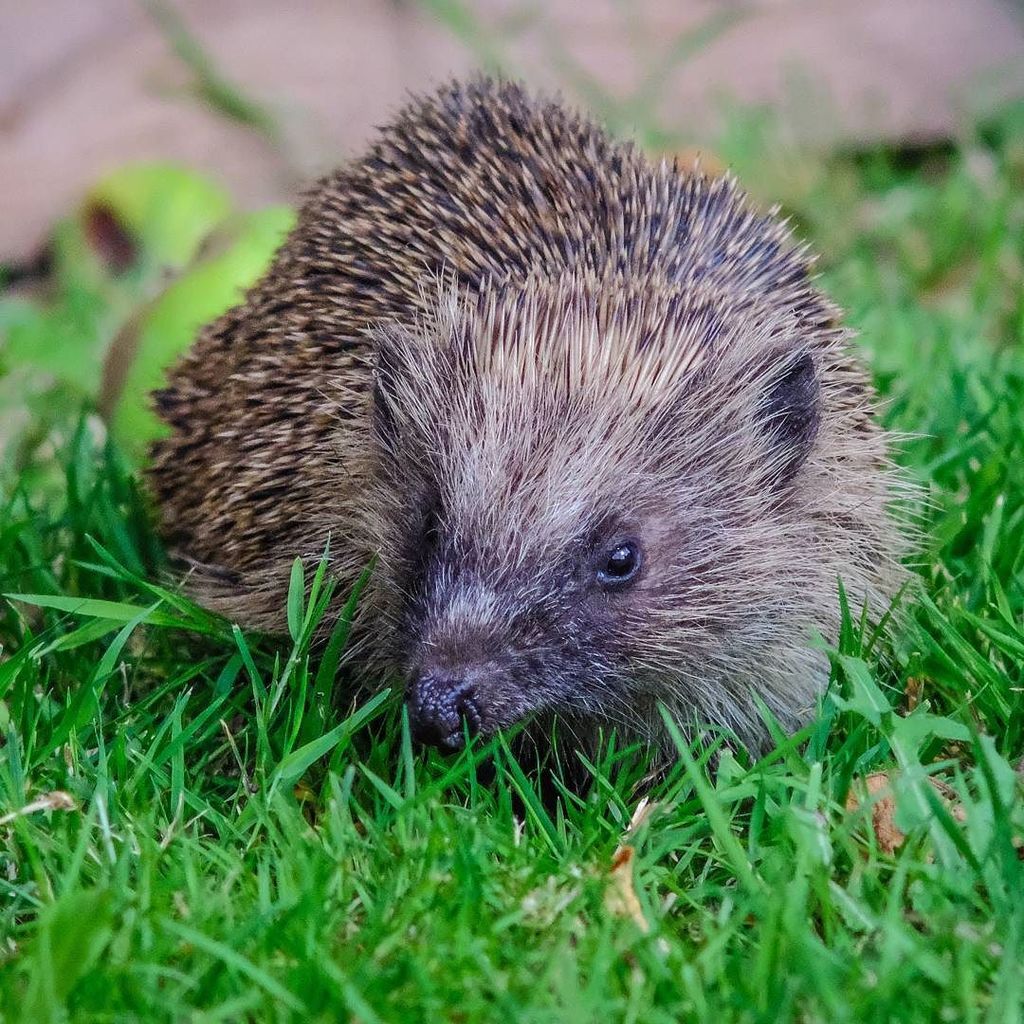 JohnBeardon's tweet photo. Afternoon appearance of our garden #hedgehog #fujifilm_xseries #fujifilm_uk #xt20 #tamron #adaptall 200mm #vintage… https://t.co/YibWZ7y7CD https://t.co/QLypyM8mHC
