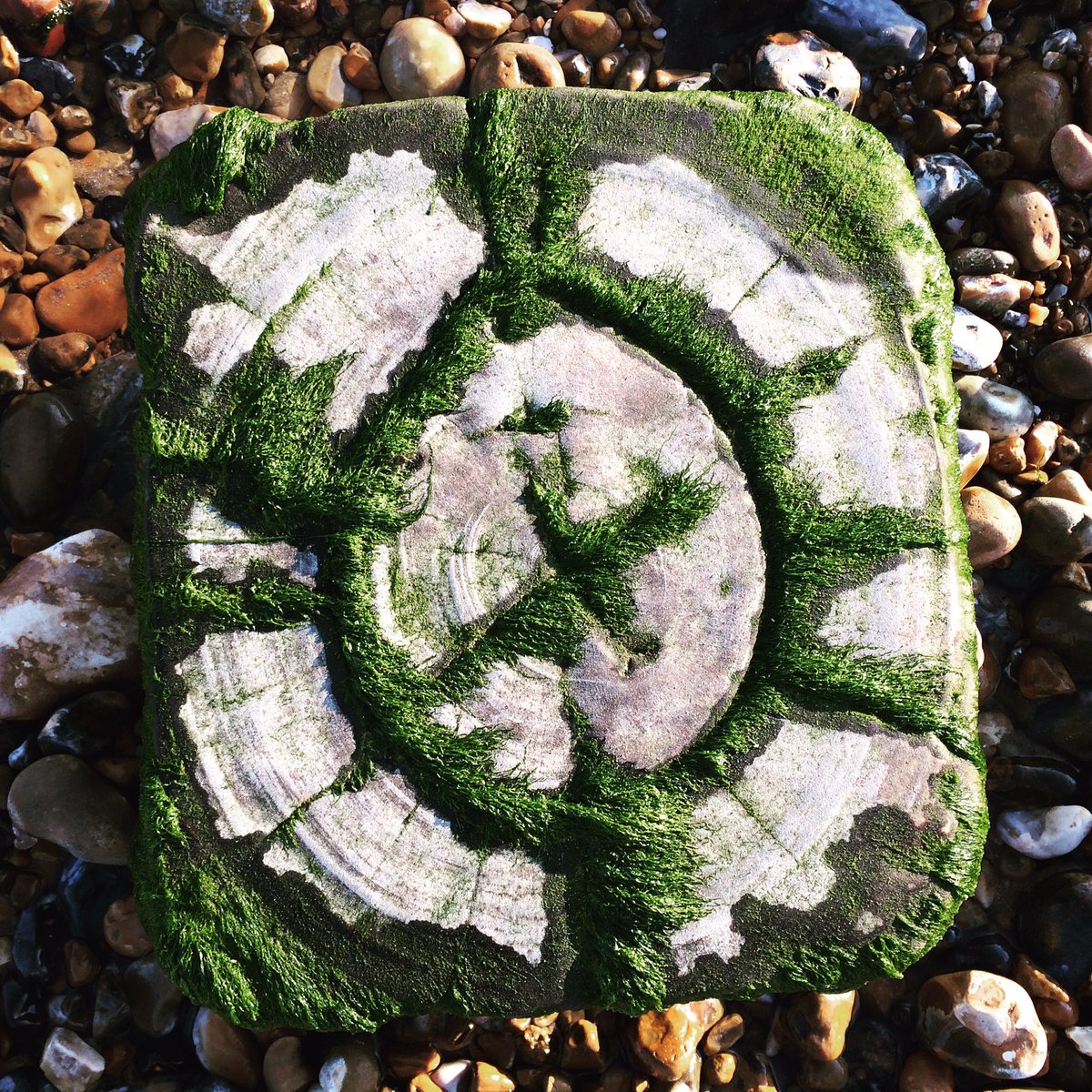 I've been getting headaches, so I've just had a brain scan. My brain is okay. That's a relief!🙌Celebration with a trip to the beach. 🏖🏖🏖