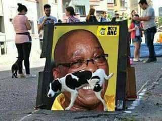 SAalienate's tweet photo. Where can I find this dog? I wana braai him a cow!!
#ZumaPissingTarget #Zuma #ANC #CorruptPig #SouthAfrica https://t.co/6N4A0f4c7v