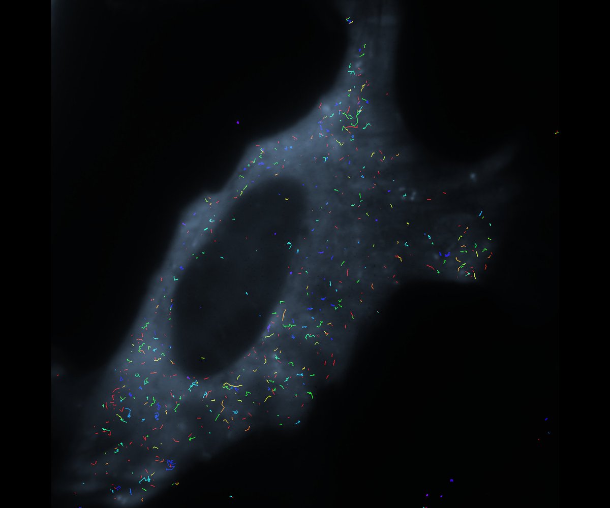 umichrna's tweet image. RNA-in-motion inside living human cells #miRNAs #SingleMoleculeImaging #CENChemPics courtesy of Sethu Pitchiaya @NilsWalterLab