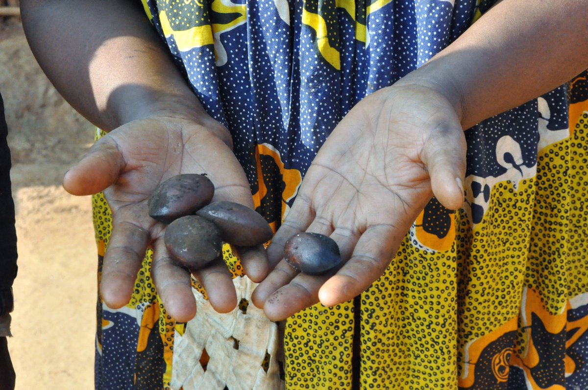 "Les #communautés forestières au #Cameroun gèrent moins de 5% des #forêts, pourtant elles en sont leurs gardiennes" <a href="/oolinga/">moise kono Bidzo</a> 
CoNGOs, #IIED