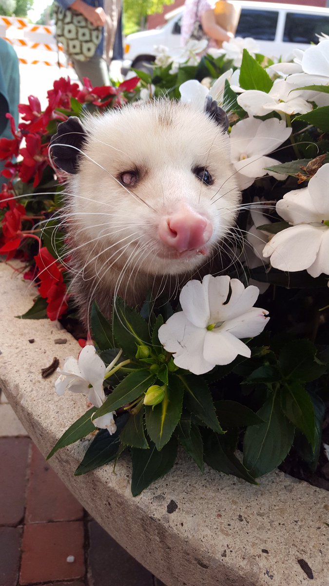 #WheatlandAnimalHospitalrescueopossum
#RedOakNatureCenter
#Educationalambassador
#PetuniatheOpossum