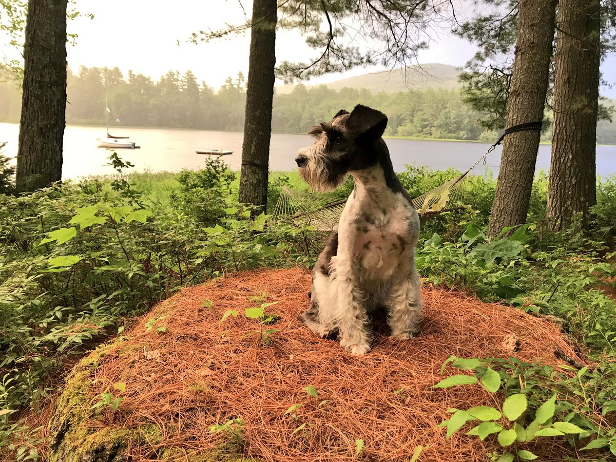 EricStaples01's tweet photo. Loving the golden hour at Loon Lake #lakelife #mansbestfriend https://t.co/qjrWHpZm0W