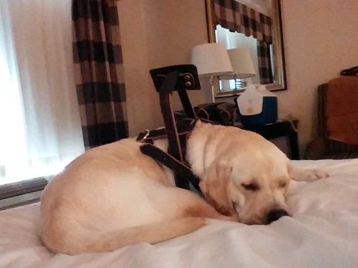 MS_Focus's tweet photo. Service dog training made possible in part through our #AssistiveTechnologyProgram #4MSFocus https://t.co/NTyN82mgiI https://t.co/bjAIYmLS1q