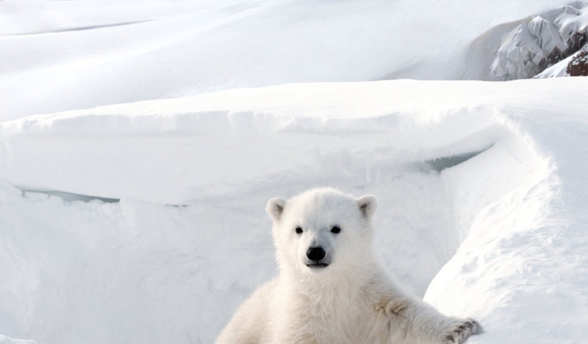 PolarBears's tweet photo. Journey through the seasons with a #polarbear: https://t.co/N4ke2qyFqY https://t.co/JZEEENRQqP