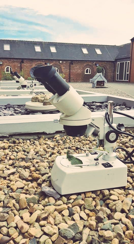 KeeleUniHub's tweet photo. This afternoon we had the judges for #BritainInBloom visit our courtyard garden. They were v.impressed....fingers crossed for a good result! https://t.co/92GVUoWiBl