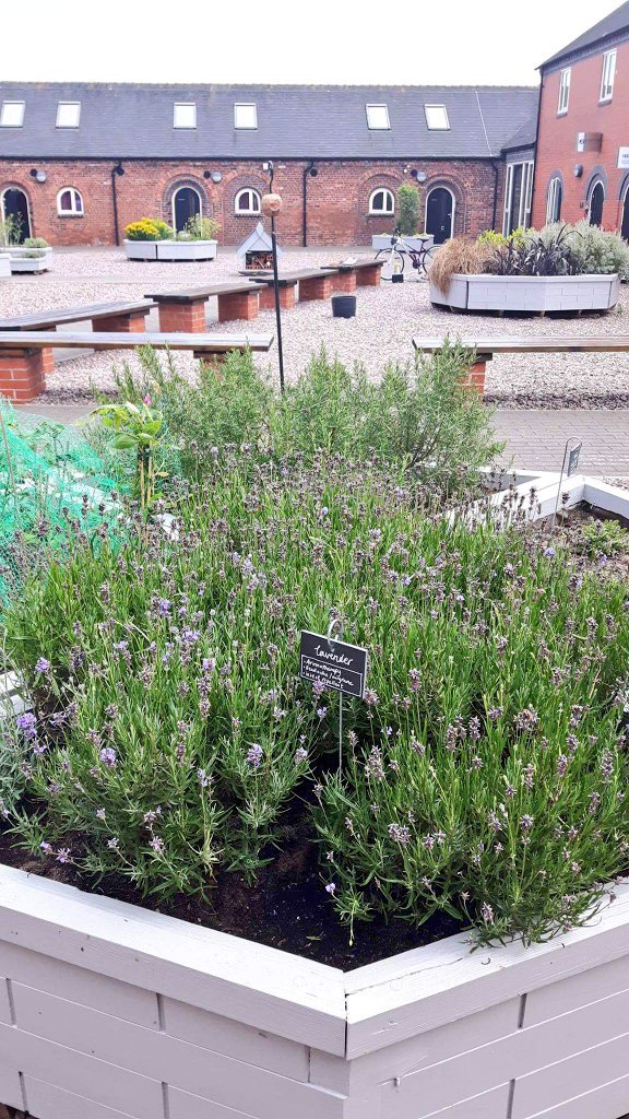 KeeleUniHub's tweet photo. This afternoon we had the judges for #BritainInBloom visit our courtyard garden. They were v.impressed....fingers crossed for a good result! https://t.co/92GVUoWiBl