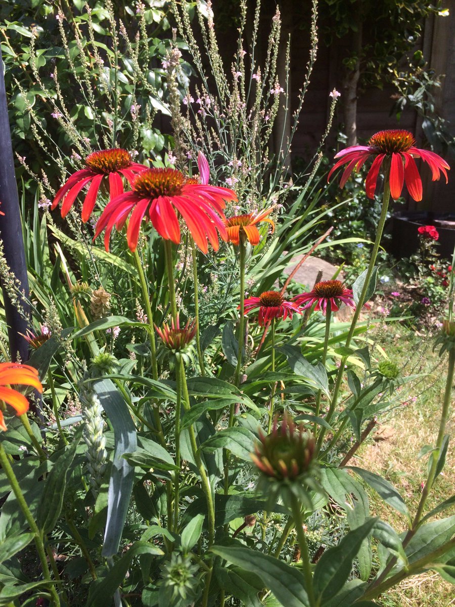 thymeZgrow's tweet photo. It is with great sadness that I have withdraw Thyme 2 Grow’s offer to set up a Gardening Scheme at Yarl’s Wood. https://t.co/7SJWZtqcRt https://t.co/izT7P2gZqh