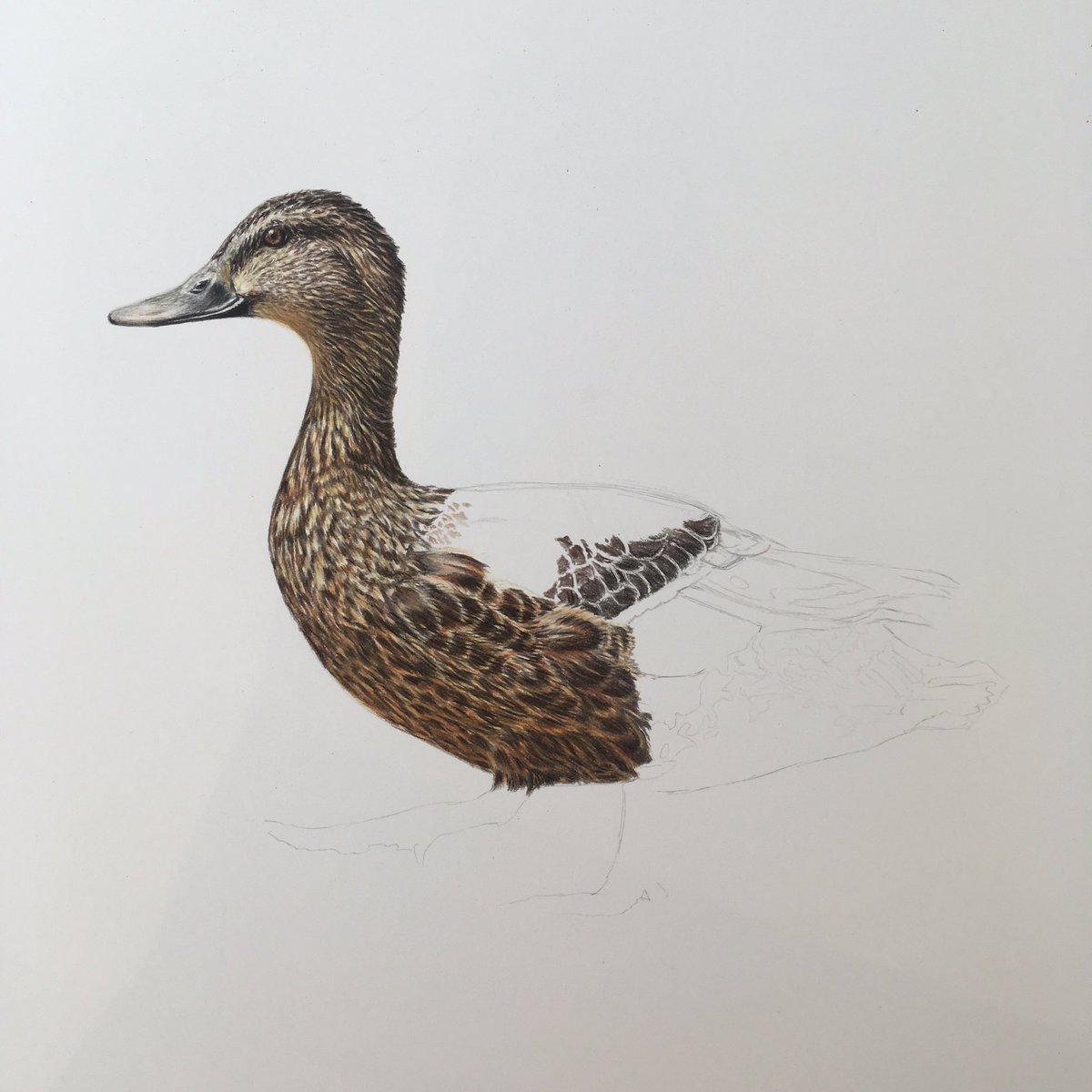 staceymooreart's tweet photo. Can't put the pencils down today 🦆 https://t.co/8GVWXu6MIO