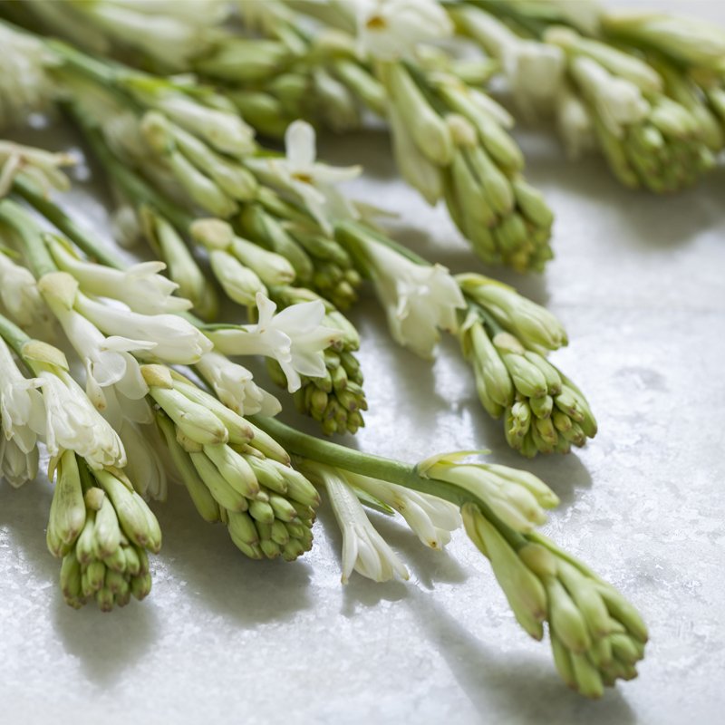 ForestEssential's tweet photo. Exquisite ingredients are the secret to beautiful fragrances.We source only the finest #Tuberoses from Bengal for our #BengalTuberose range. https://t.co/3eCVKjDRrb
