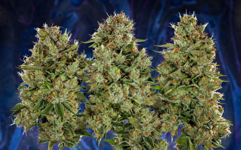 HIGH_TIMES_Mag's tweet photo. Behold! Our 2nd Annual Installment Of The Best-Tasting Buds on Earth is Here. Take a Peek. https://t.co/4vbKS7fNk5 https://t.co/1OVKAAb4cu