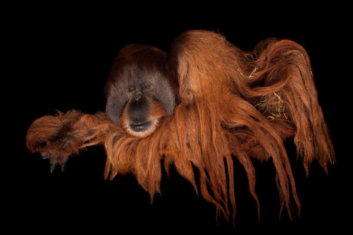 Orangutanes's tweet photo. #Orangutans #NationalGeographic https://t.co/b8Ao5qKVGa vía .@NatGeo https://t.co/hyLlYi0Vvo