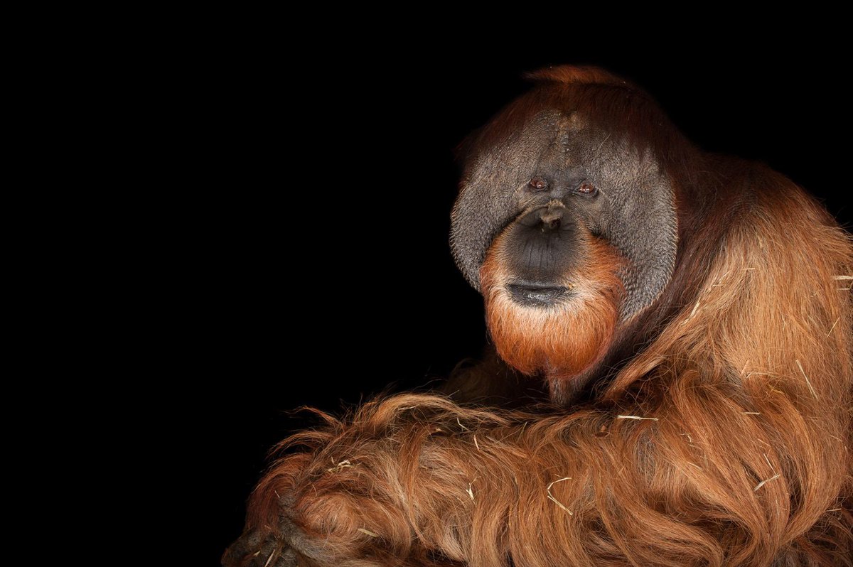 Orangutanes's tweet photo. #Orangutans #NationalGeographic https://t.co/b8Ao5qKVGa vía .@NatGeo https://t.co/hyLlYi0Vvo
