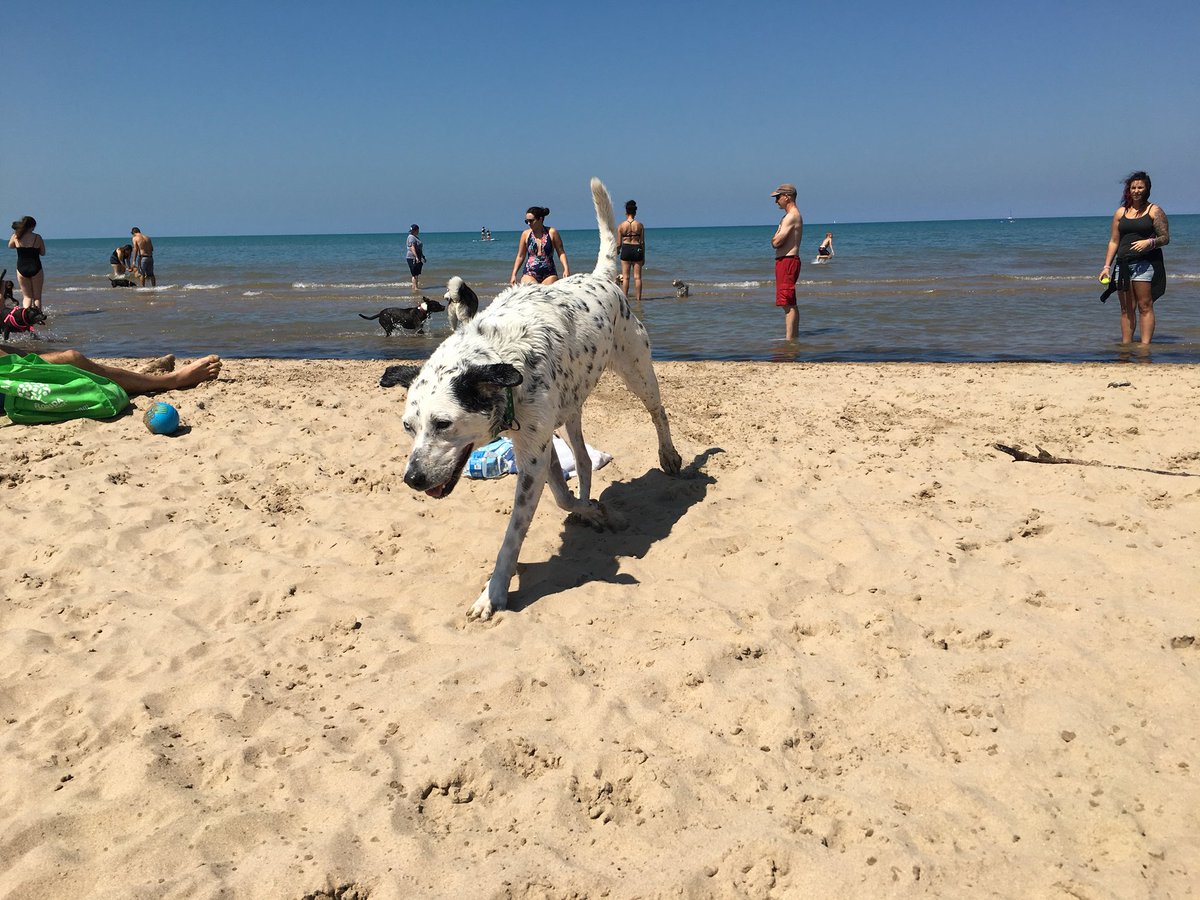 CeceliaBarkles's tweet photo. Beach day! #dogbeach @mondogbeach #chicago #beachpup https://t.co/lU9zNwDbLz