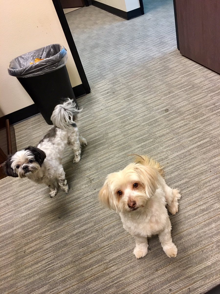 andywaysworld's tweet photo. @jonlovett @PodSaveAmerica @crookedmedia these pups are friends of the pod. #workindogs https://t.co/TmdayDMDB4