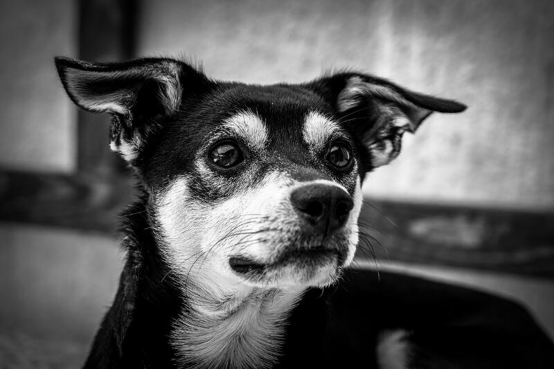 Pixerist's tweet photo. #bypixerist #neural #cartoon #dog🐶 #pixerist https://t.co/appARd3WT9