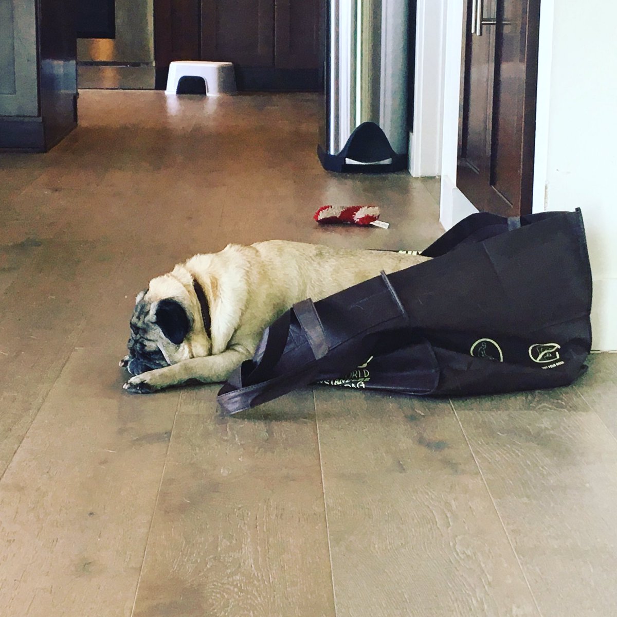 jissa2's tweet photo. "Does the bag belong to me or do I belong to the bag?" @ChipotleTweets #chipotle #chipuglediaries #bagpug #pugs #pugrito #puglife https://t.co/rCNOb9vtl0