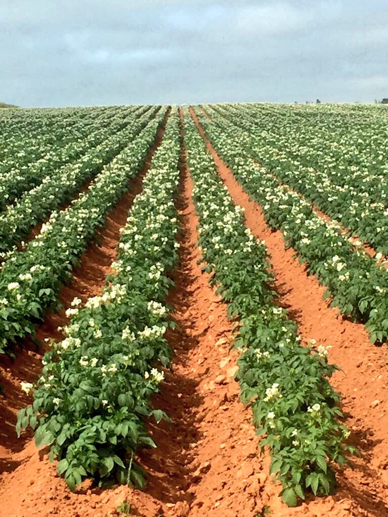 EjMcMillan's tweet image. If your crop is stressed and looks like this. Apply #YaraVita Hydromag, for 2nd picture @Yara_N_America knowledge grows